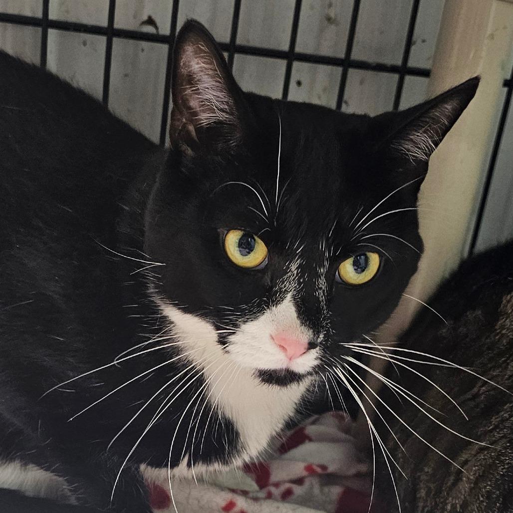 Enlarge Ben, a Adoptable Domestic Short Hair in Grinnell, IA image 2/3
