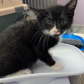 Enlarge Ben, a Adoptable Domestic Short Hair in Grinnell, IA image 3/3