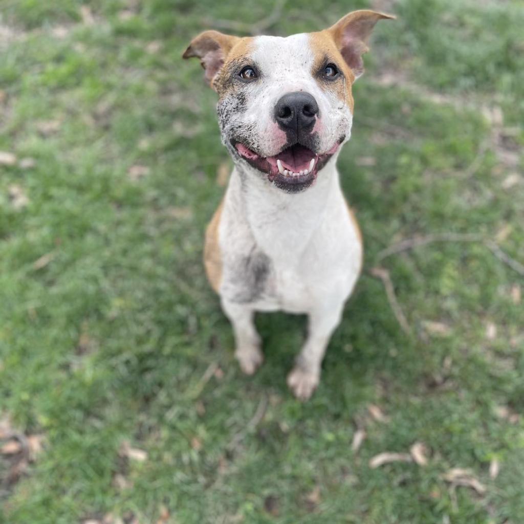 Honey, Adoptable, Adult Female Pit Bull Terrier & American Staffordshire Terrier.