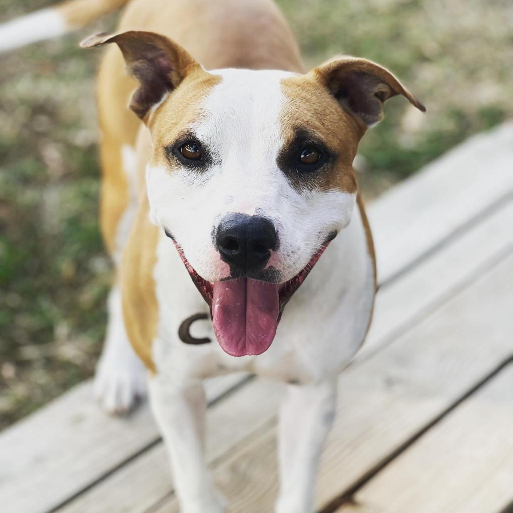 Honey, a Adoptable mixed breed in Hackett, AR image 3/5