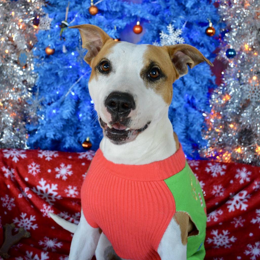 Honey, a Adoptable mixed breed in Hackett, AR image 4/5