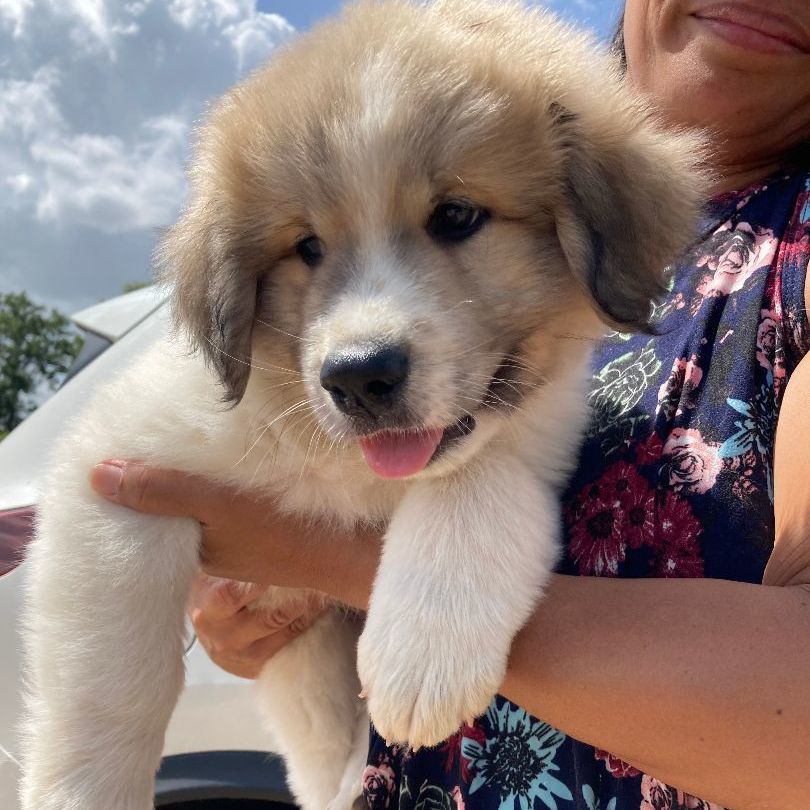 Banjo (TX), a Adopted mixed breed in Houston, TX image 1/6