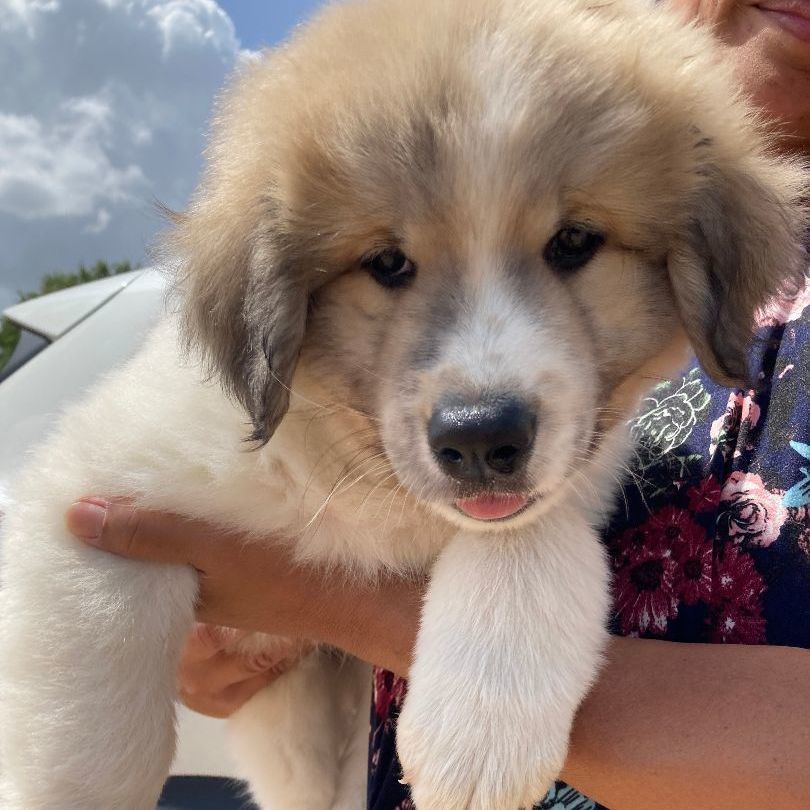 Banjo (TX), a Adopted mixed breed in Houston, TX image 2/6