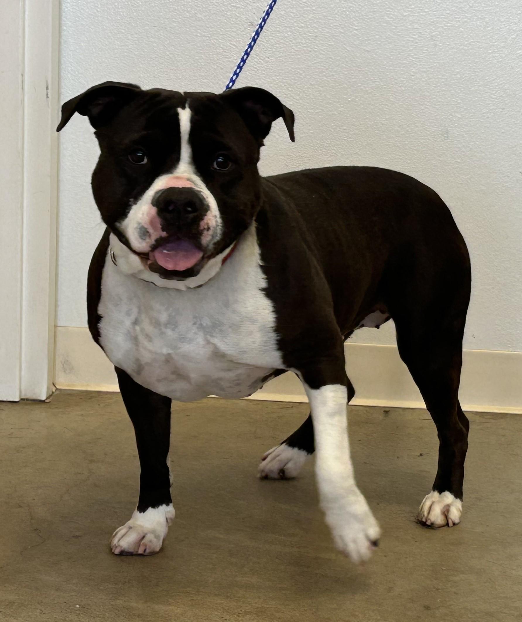 Enlarge Roxy, a ADOPTABLE American Staffordshire Terrier in Greeley, CO image 2/2