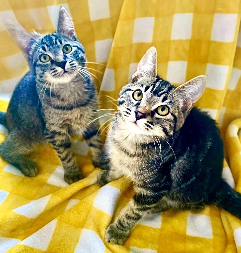 Michael & Jason Great Purrers!, Adoptable, Kitten Male Tabby.