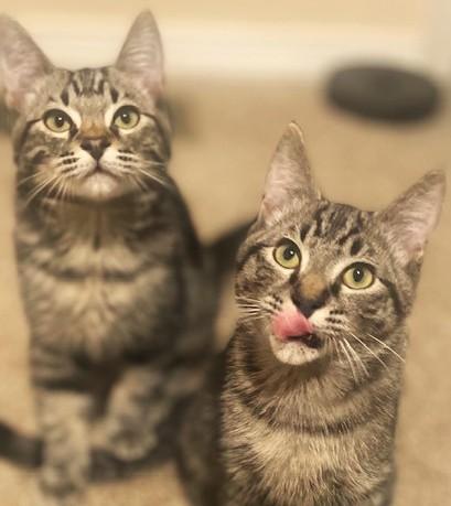 Enlarge Michael & Jason Great Purrers!, a Adoptable Tabby in Newport, WA image 2/5