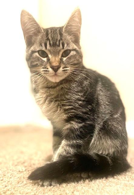 Enlarge Michael & Jason Great Purrers!, a Adoptable Tabby in Newport, WA image 3/5