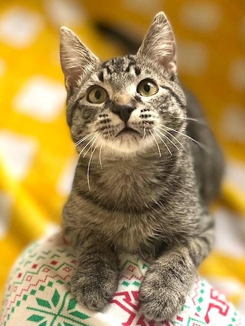 Enlarge Michael & Jason Great Purrers!, a Adoptable Tabby in Newport, WA image 4/5