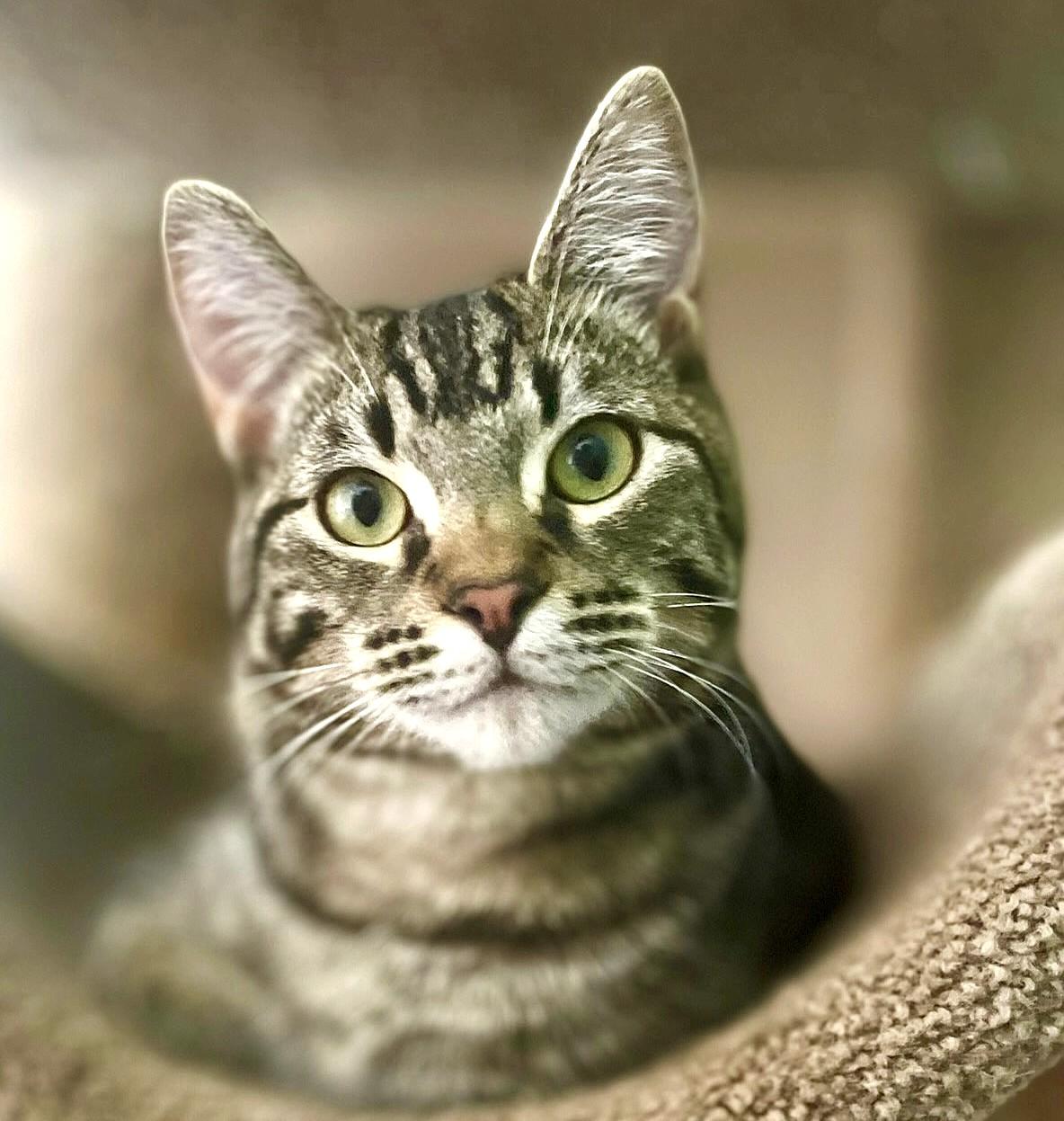 Enlarge Michael & Jason Great Purrers!, an adopted Tabby in Newport, WA image 4/6