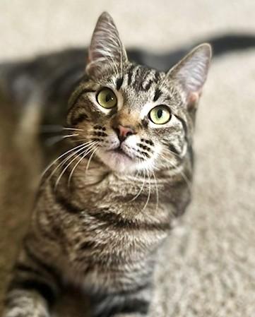 Enlarge Michael & Jason Great Purrers!, an adopted Tabby in Newport, WA image 5/6