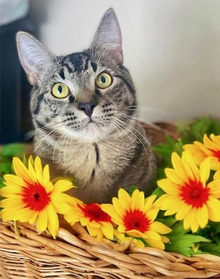 Enlarge Michael & Jason Great Purrers!, an adopted Tabby in Newport, WA image 3/6