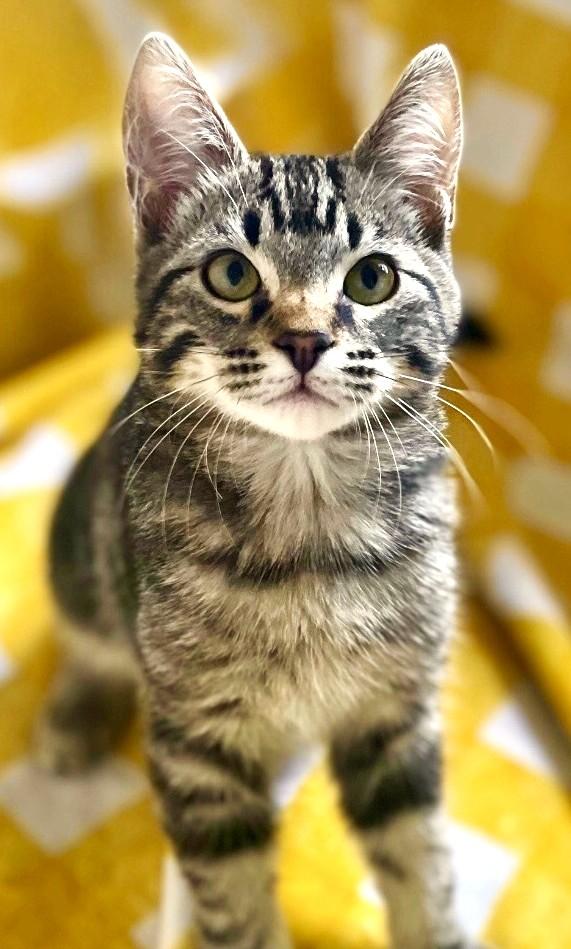 Enlarge Michael & Jason Great Purrers!, a Adoptable Tabby in Newport, WA image 5/5