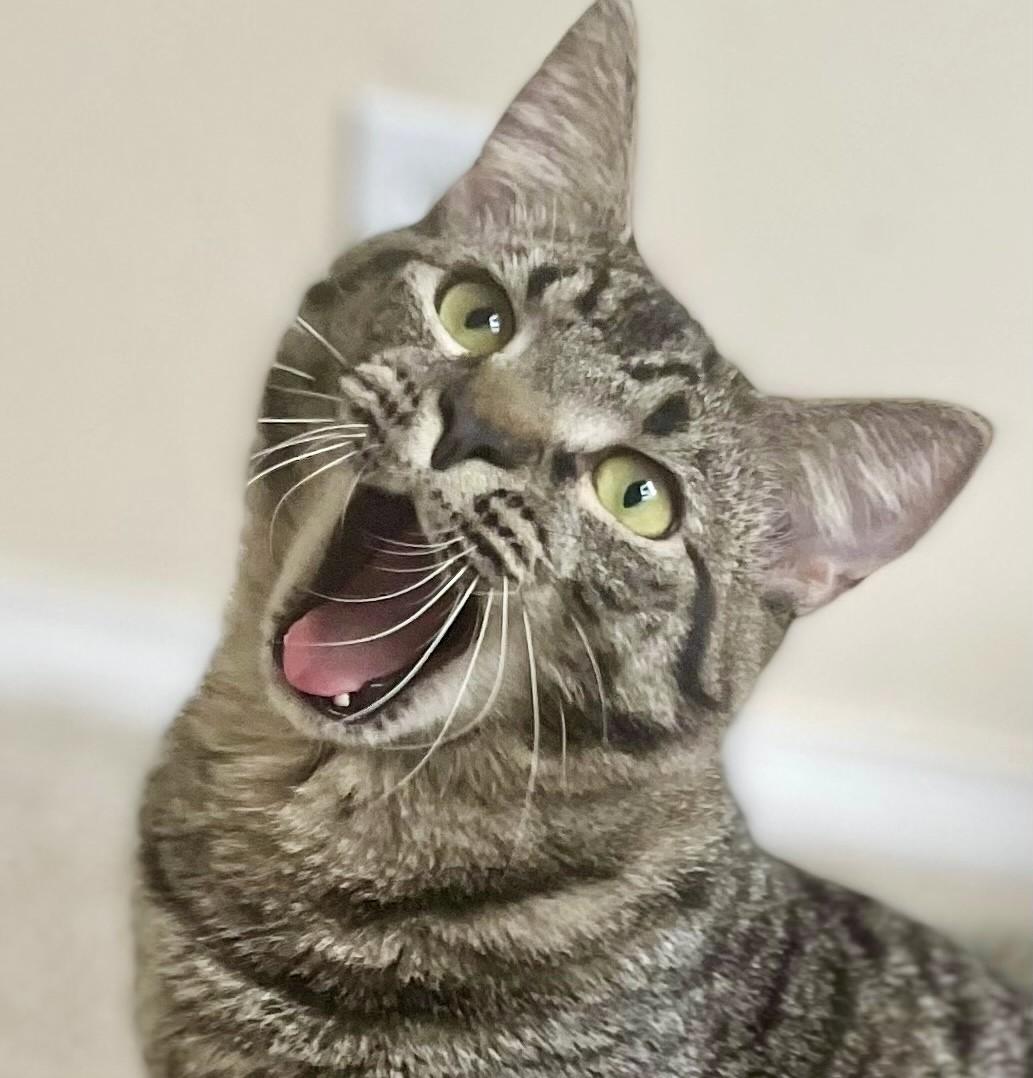 Enlarge Michael & Jason Great Purrers!, an adopted Tabby in Newport, WA image 6/6