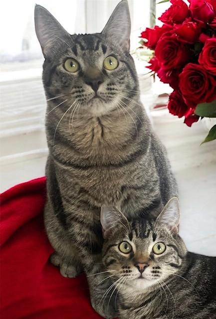 Enlarge Michael & Jason Great Purrers!, an adopted Tabby in Newport, WA image 2/6