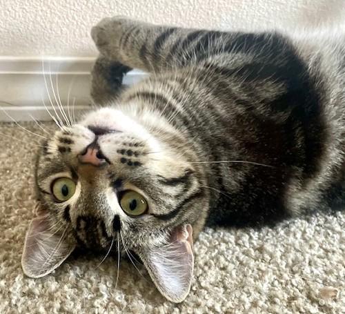 Enlarge Michael & Jason Great Purrers!, an adopted Tabby in Newport, WA image 1/6