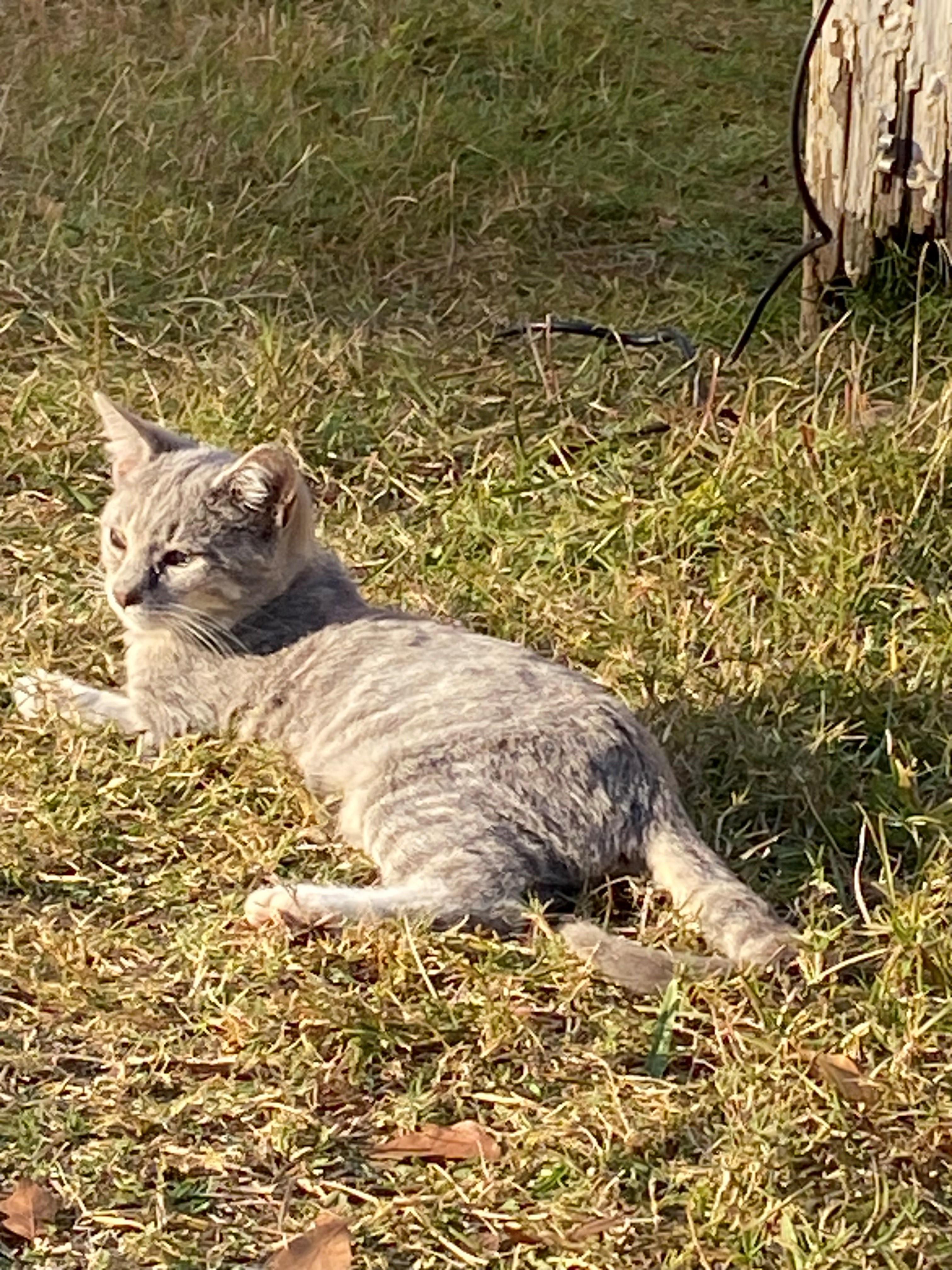 Merlin, Adoptable, Kitten Female Domestic Short Hair & Tabby.