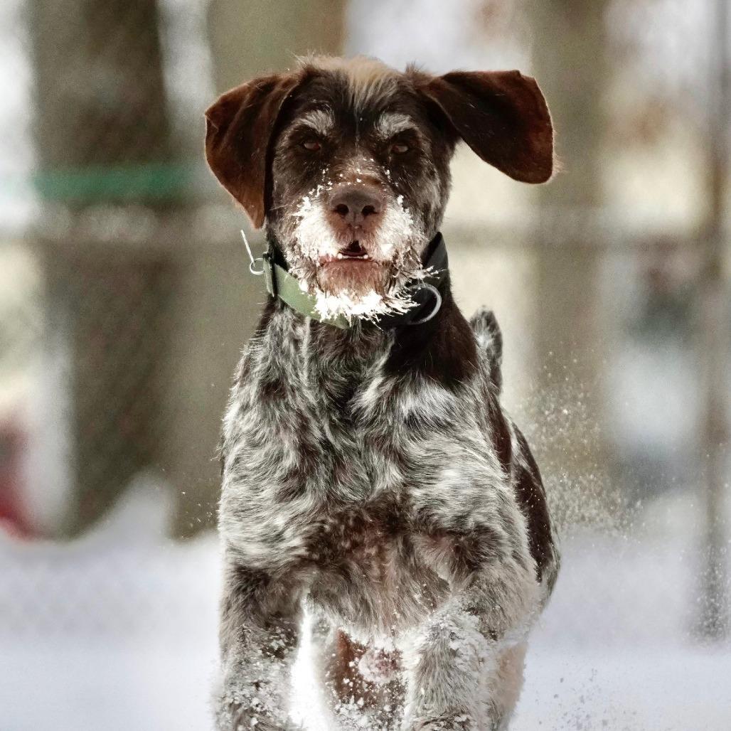 Hans (Manchester, Connecticut), a Adoptable German Wirehaired Pointer in Santa Rosa, CA image 1/4