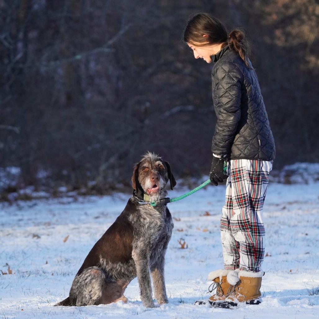 Hans (Manchester, Connecticut), a Adoptable German Wirehaired Pointer in Santa Rosa, CA image 2/4