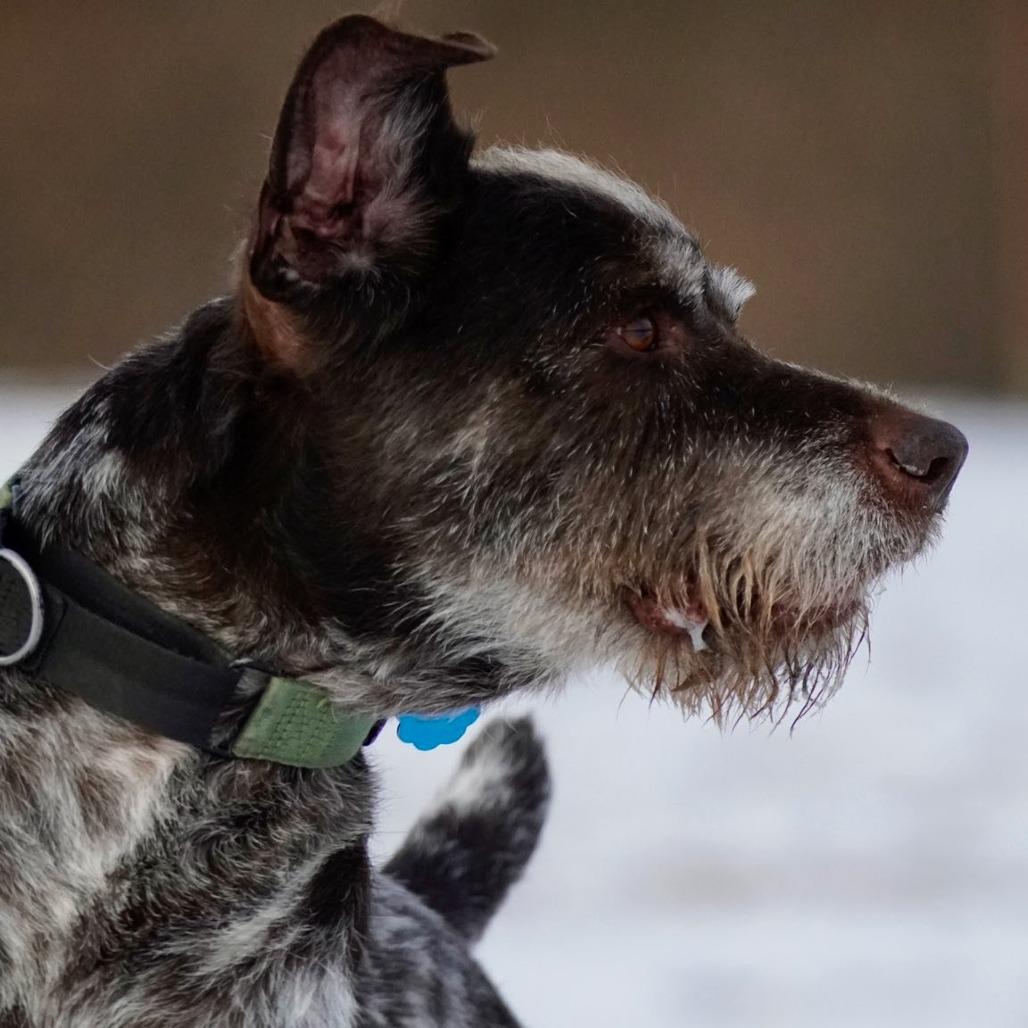 Hans (Manchester, Connecticut), a Adoptable German Wirehaired Pointer in Santa Rosa, CA image 3/4