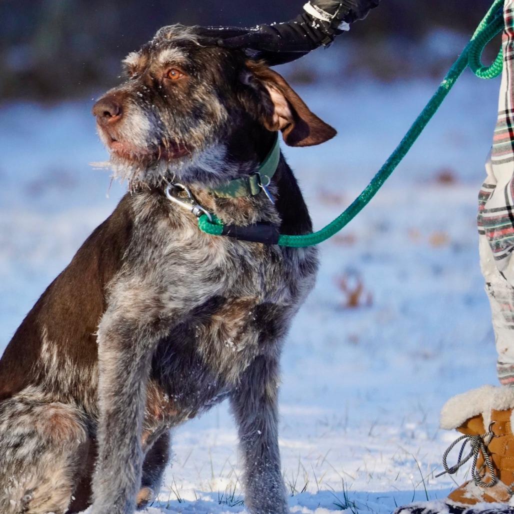 Hans (Manchester, Connecticut), a Adoptable German Wirehaired Pointer in Santa Rosa, CA image 4/4