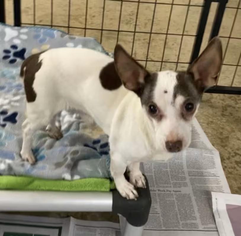 Enlarge Benny, an adopted mixed breed in Huntsville, AL image 2/4