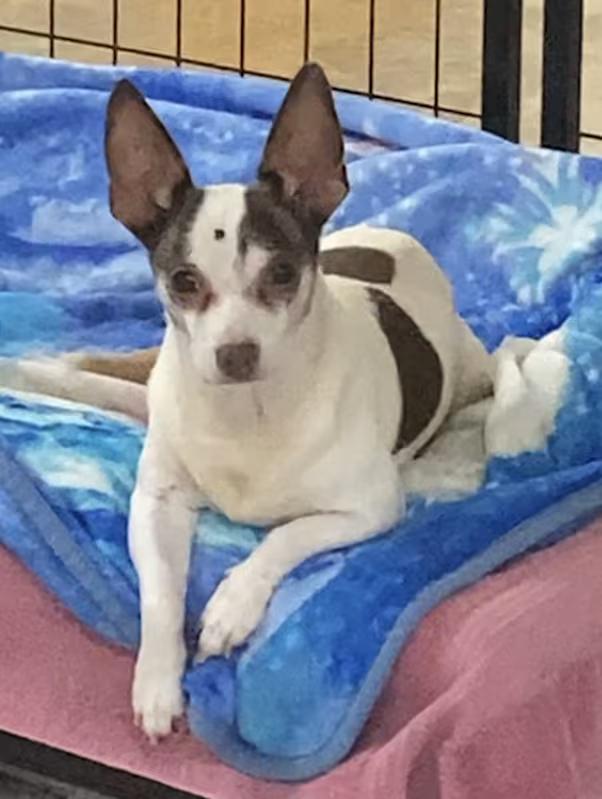 Enlarge Benny, an adopted mixed breed in Huntsville, AL image 1/4