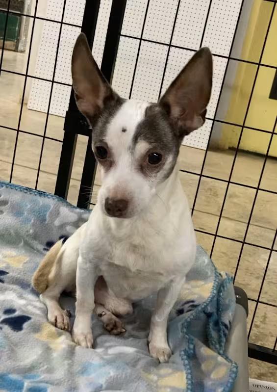 Enlarge Benny, an adopted mixed breed in Huntsville, AL image 3/4