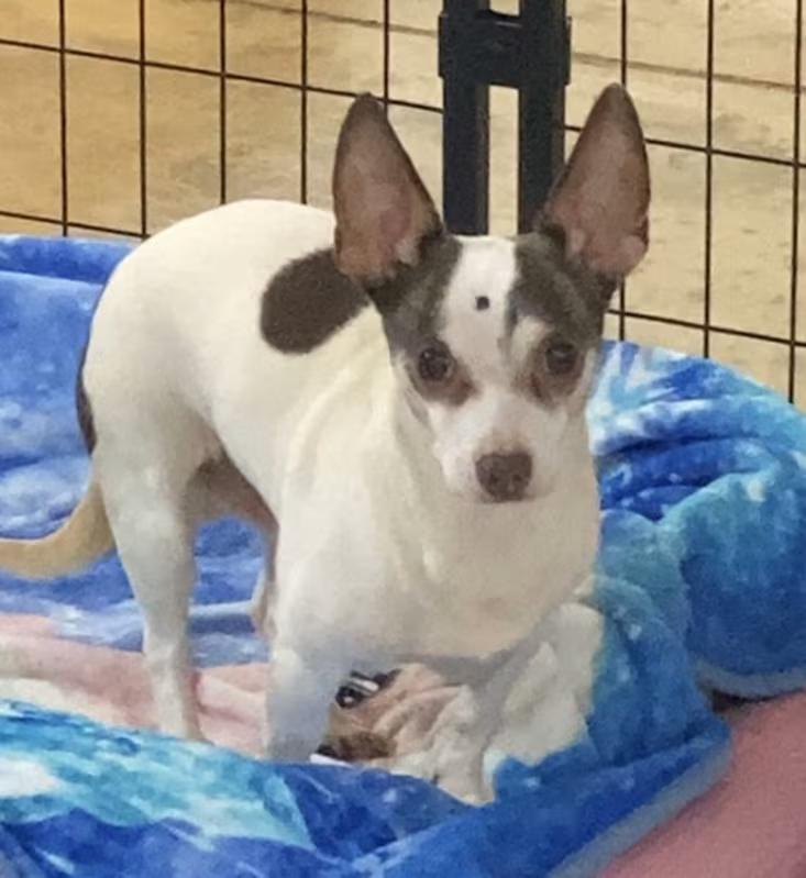 Enlarge Benny, an adopted mixed breed in Huntsville, AL image 4/4