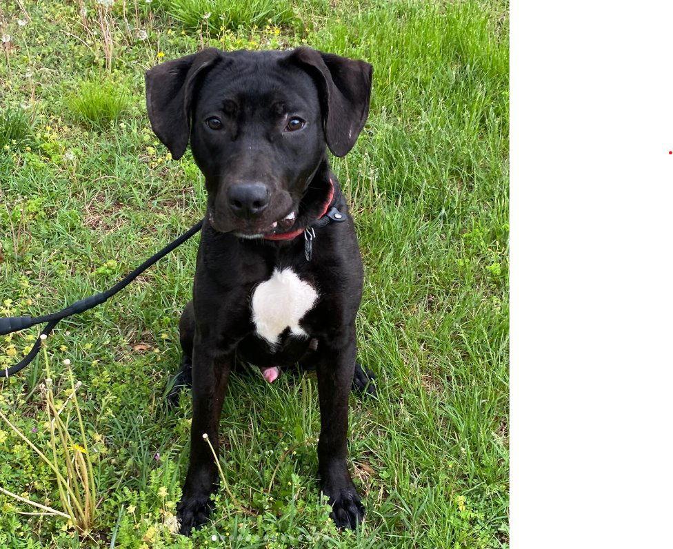 Monty, Adoptable, Adult Male Labrador Retriever.