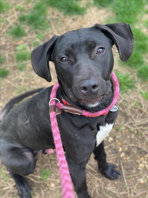 Enlarge Monty, a Adoptable Labrador Retriever in Herndon, VA image 2/3