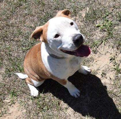 Madame Poptart, a ADOPTABLE mixed breed in Inverness, FL image 2/2