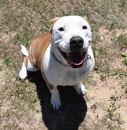 Madame Poptart, a ADOPTABLE mixed breed in Inverness, FL image 1/2