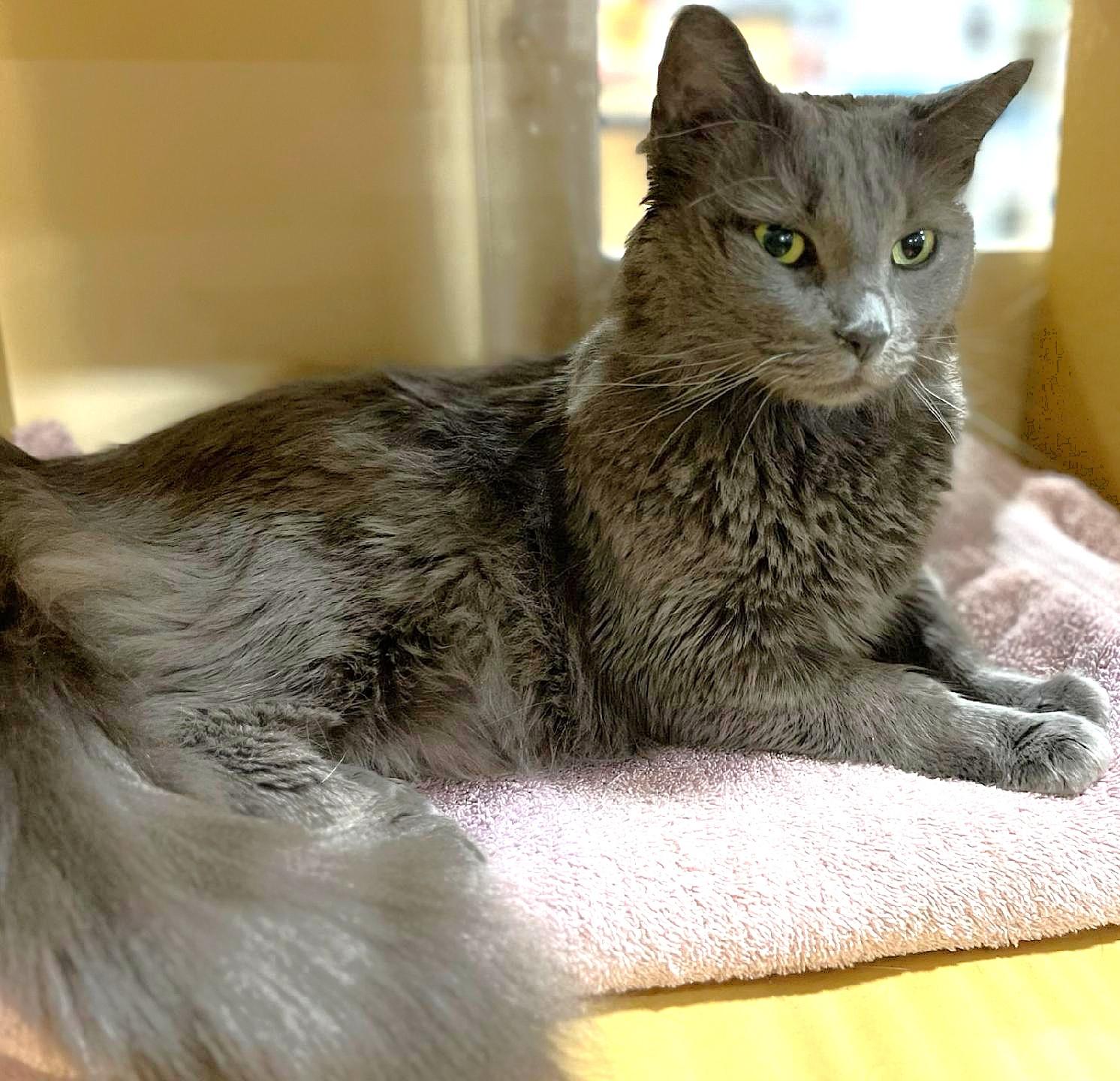 Enlarge Regina, a ADOPTABLE Domestic Medium Hair in Syracuse, NY image 5/5