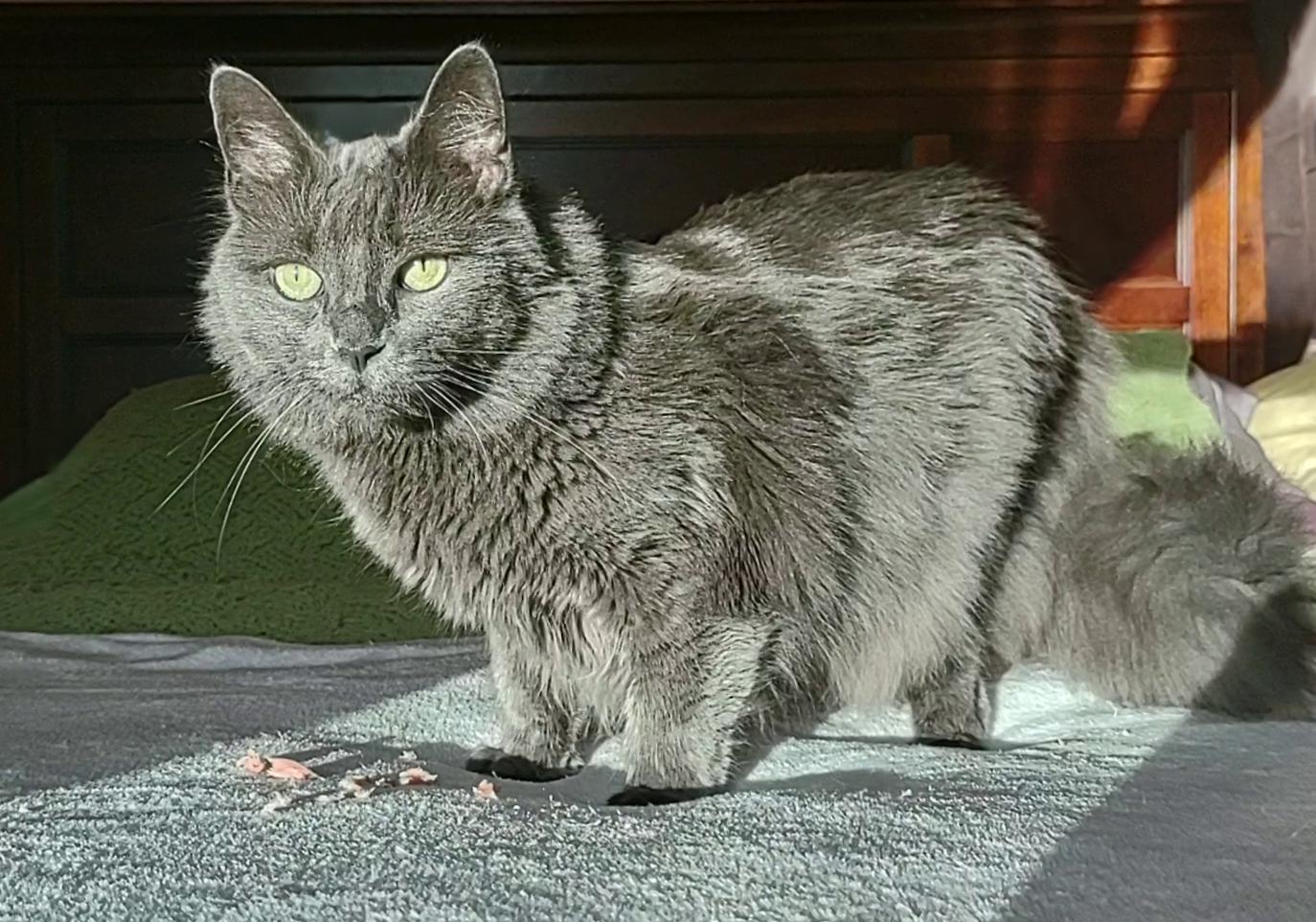 Enlarge Regina, a ADOPTABLE Domestic Medium Hair in Syracuse, NY image 1/5