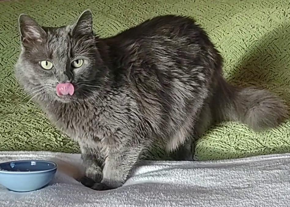 Enlarge Regina, a ADOPTABLE Domestic Medium Hair in Syracuse, NY image 4/5