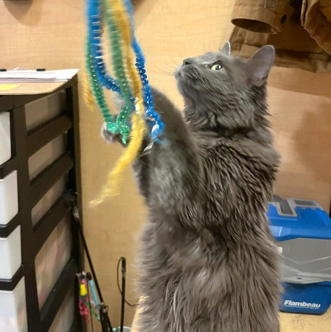 Enlarge Regina, a ADOPTABLE Domestic Medium Hair in Syracuse, NY image 2/5