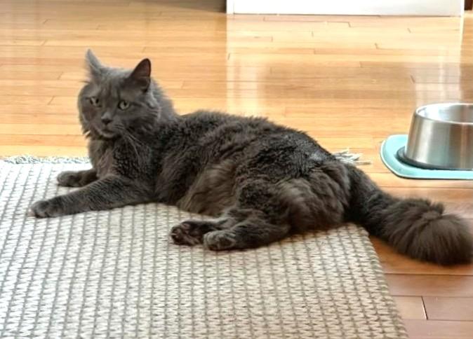 Enlarge Regina, a ADOPTABLE Domestic Medium Hair in Syracuse, NY image 3/5