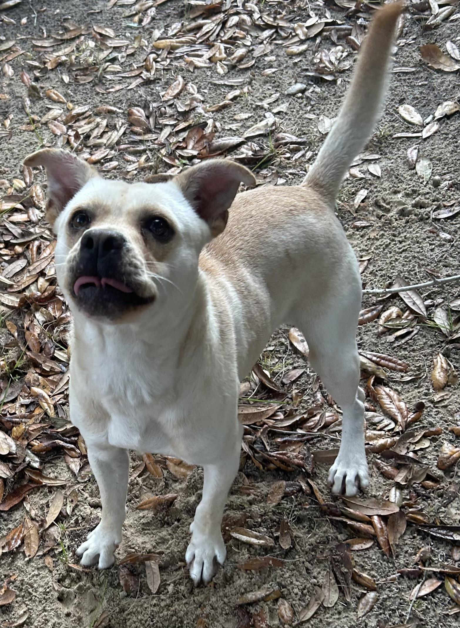 Donnie, ADOPTABLE, Adult Male Mixed Breed.