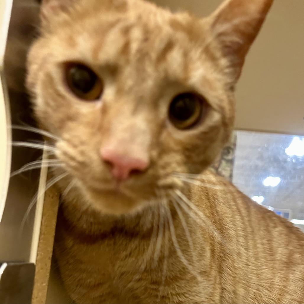 Enlarge Vinny, a Adoptable Domestic Short Hair in Brevard, NC image 1/2