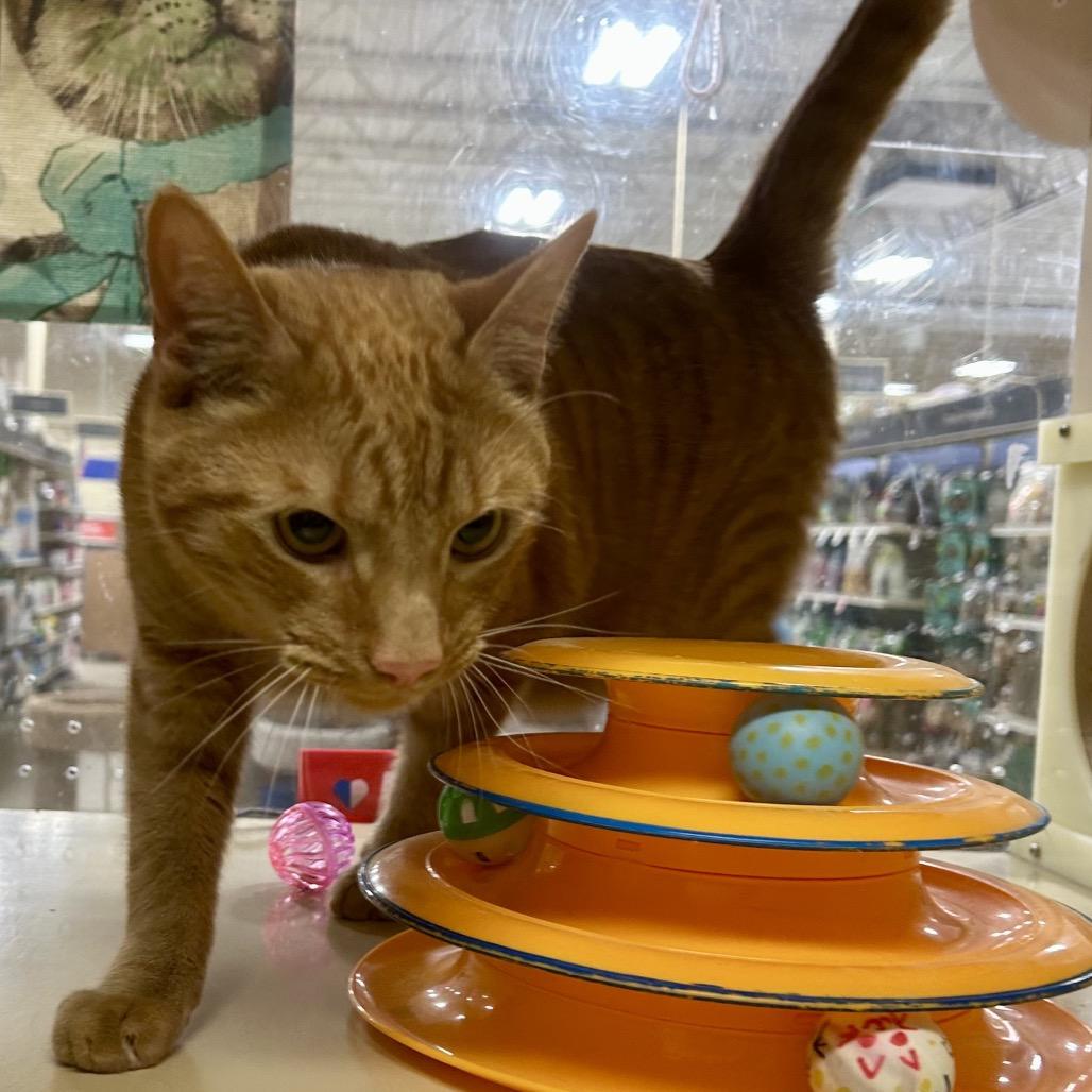 Enlarge Vinny, a Adoptable Domestic Short Hair in Brevard, NC image 2/2