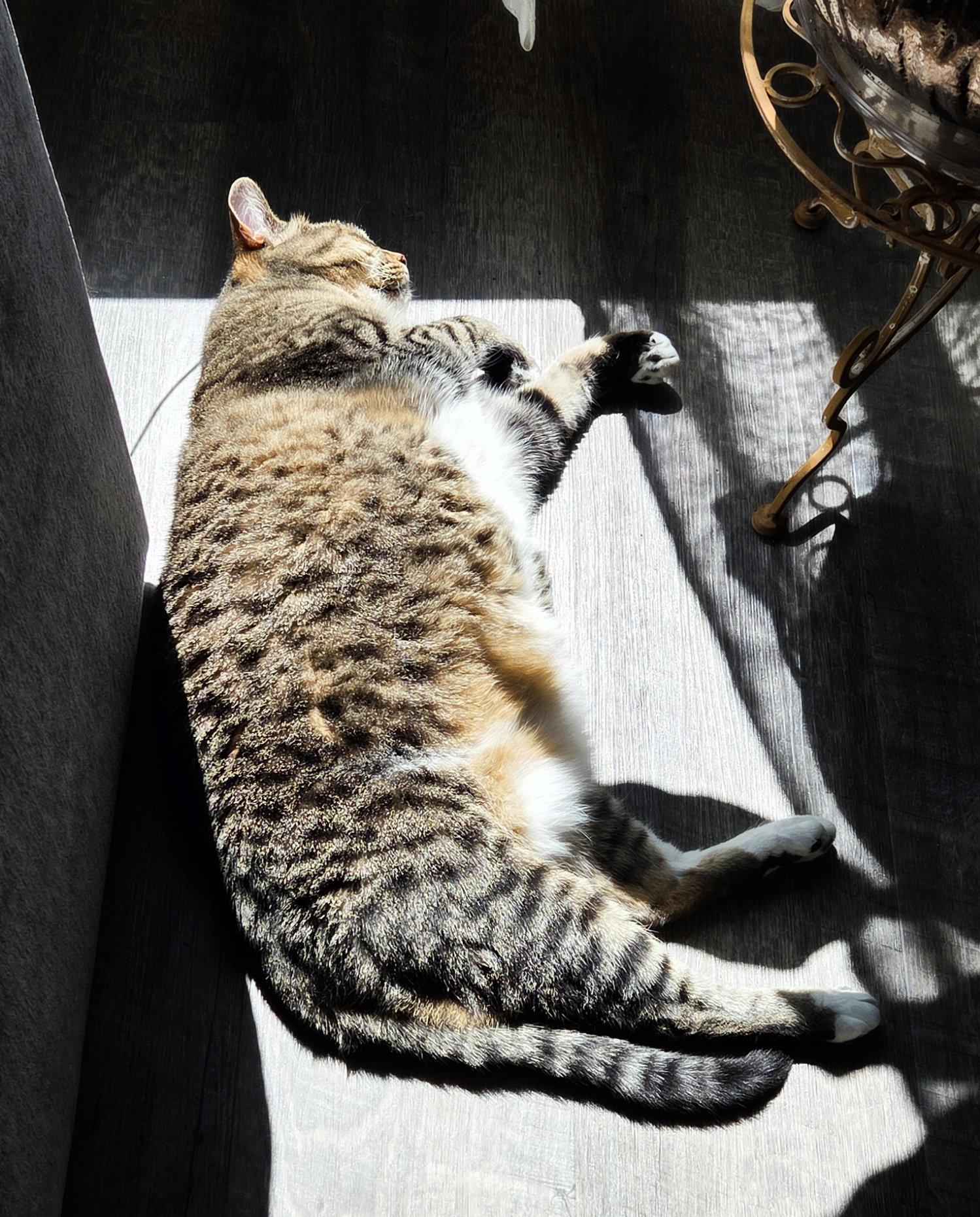 JILL #1881 - Offered by Owner - Tabby, Adopted, Adult Female Domestic Short Hair & Tabby.