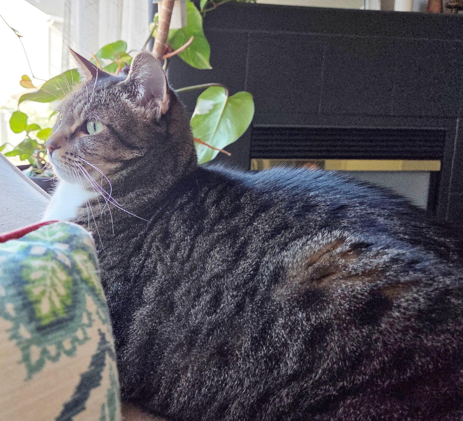 Enlarge JILL #1881 - Offered by Owner - Tabby, a Adopted mixed breed in Hillsboro, OR image 2/3