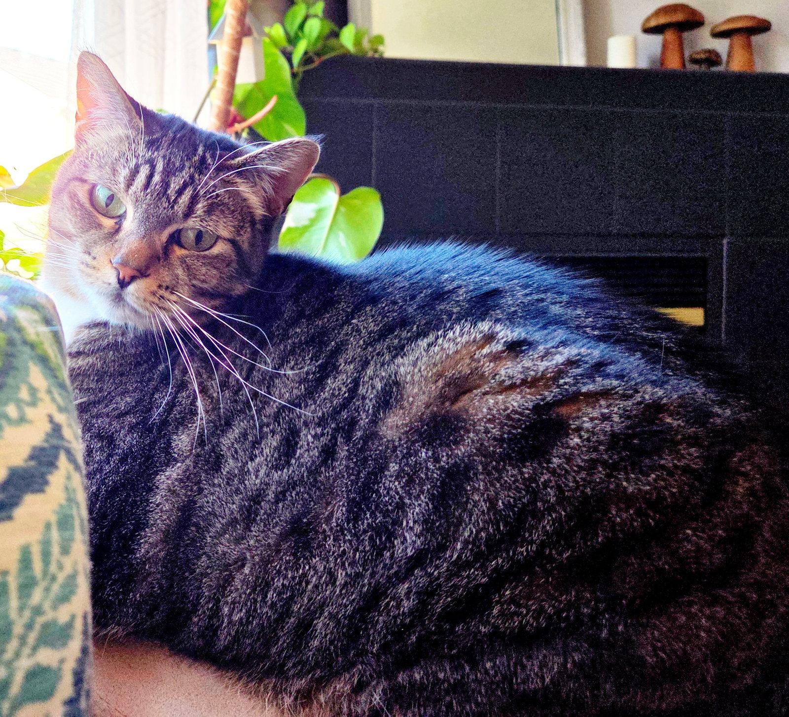 Enlarge JILL #1881 - Offered by Owner - Tabby, a Adopted mixed breed in Hillsboro, OR image 3/3