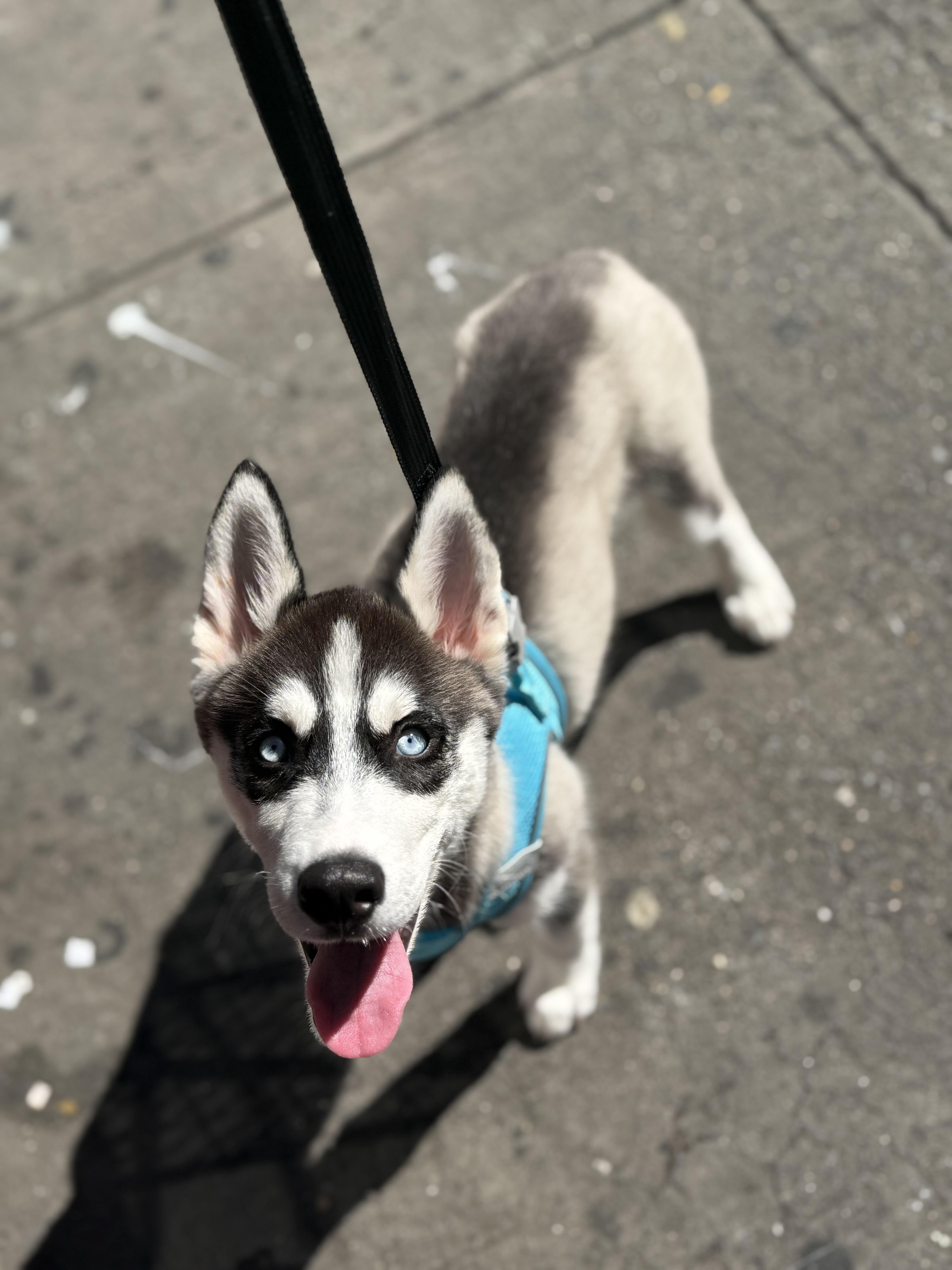 Stitch, Adopted, Puppy Male Husky.