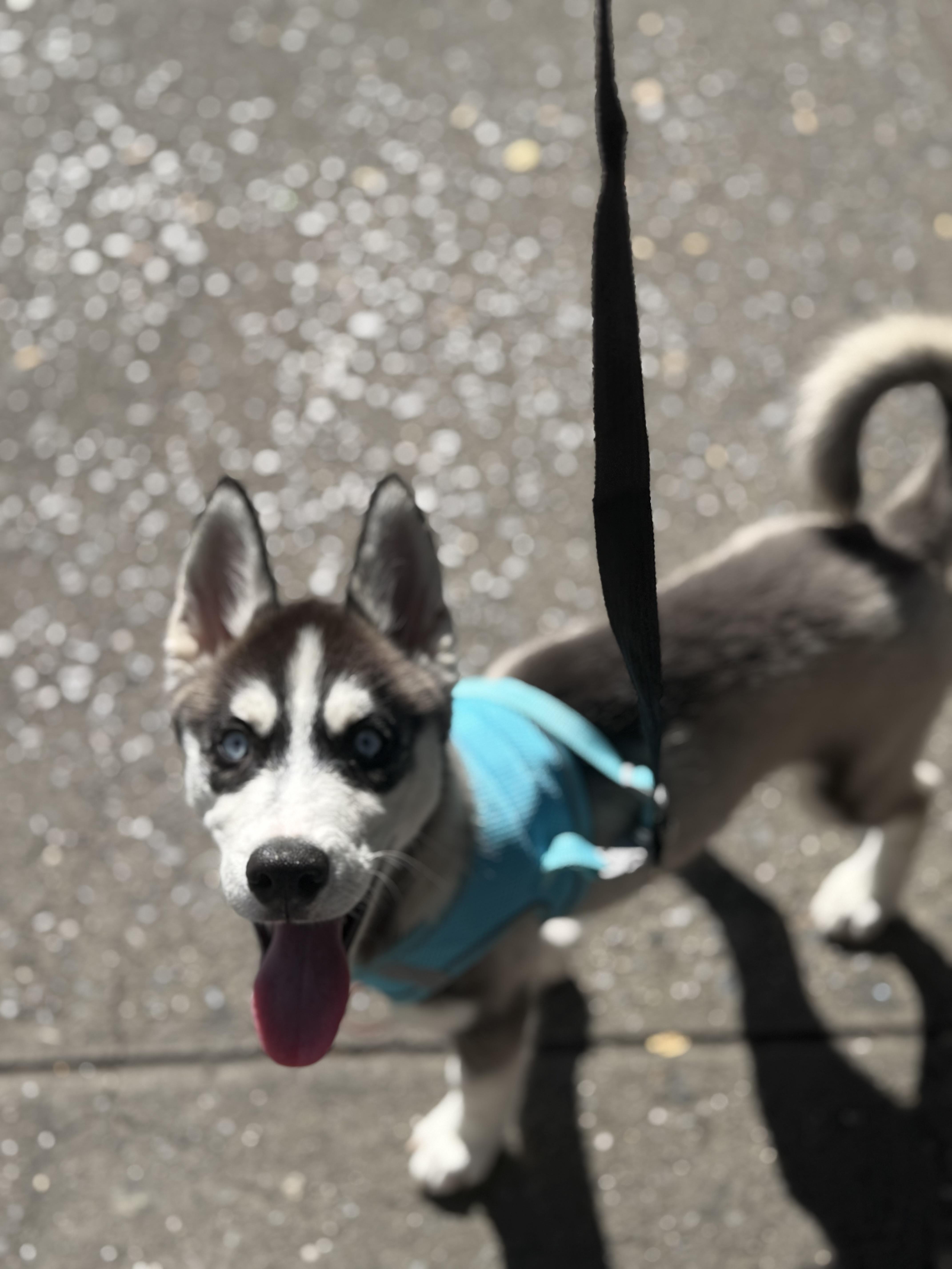 Enlarge Stitch, a Adopted Husky in Brooklyn, NY image 2/3