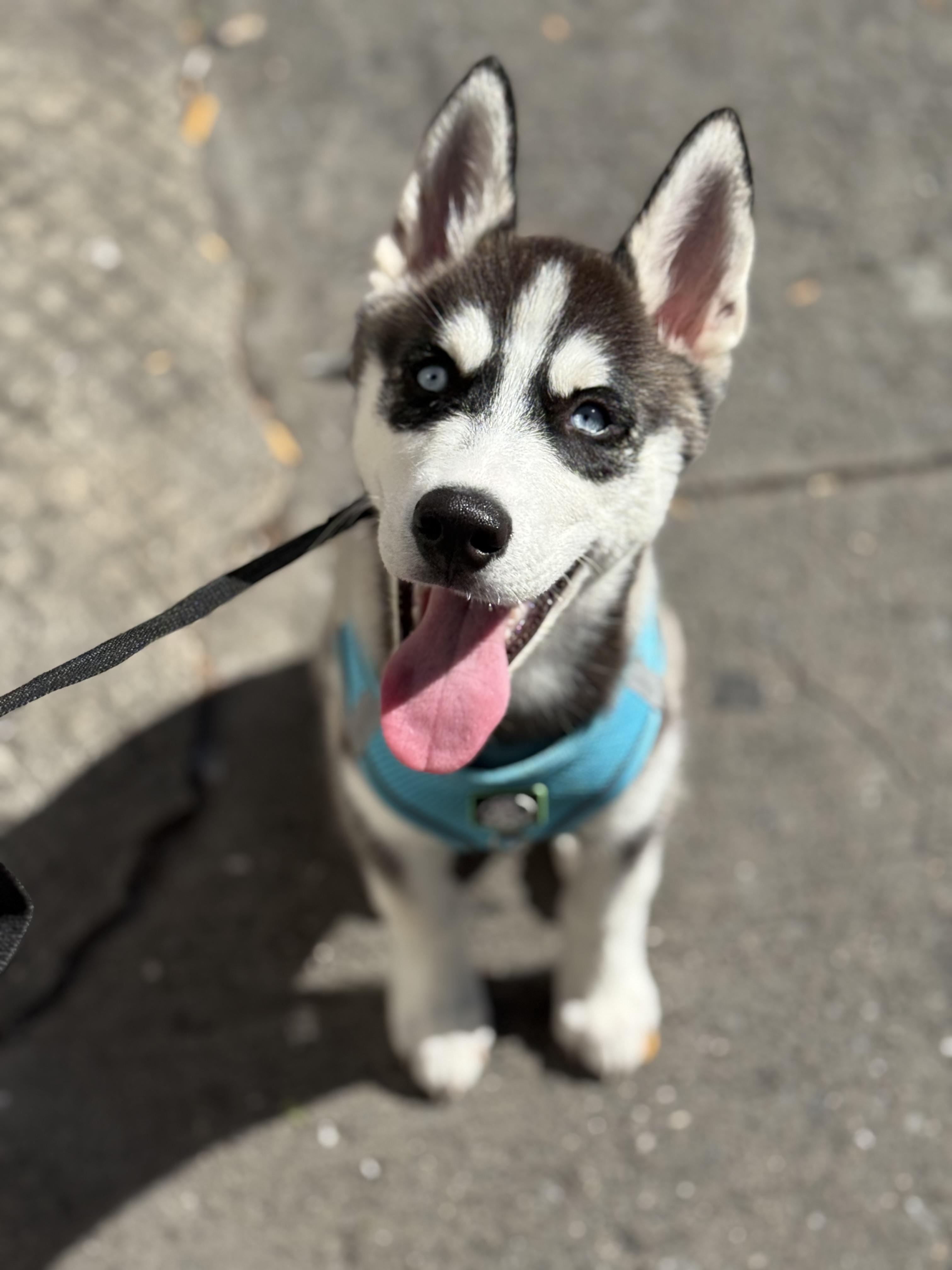 Enlarge Stitch, a Adopted Husky in Brooklyn, NY image 3/3