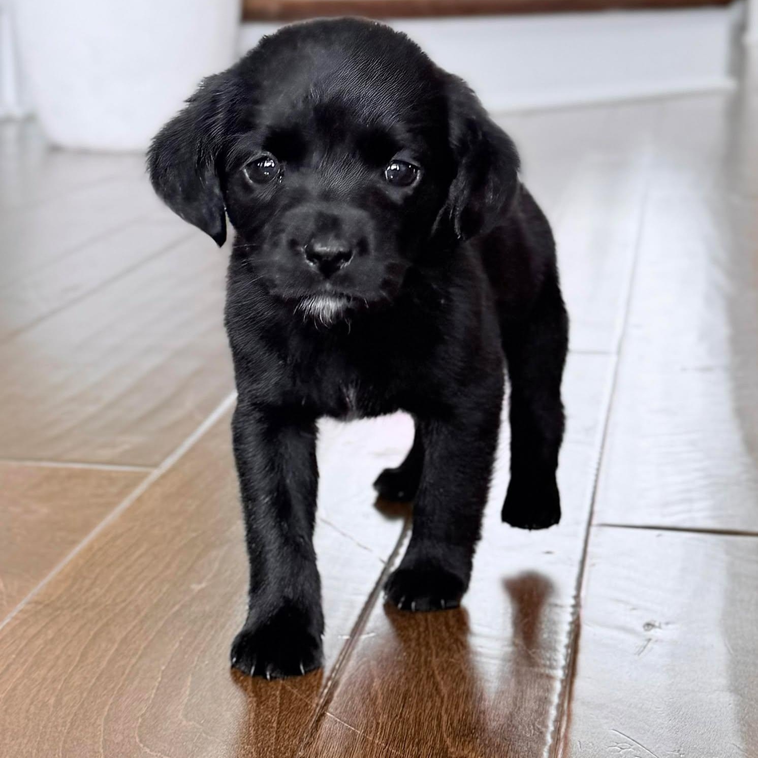 Minnie, adopted, Puppy Female Black Labrador Retriever.