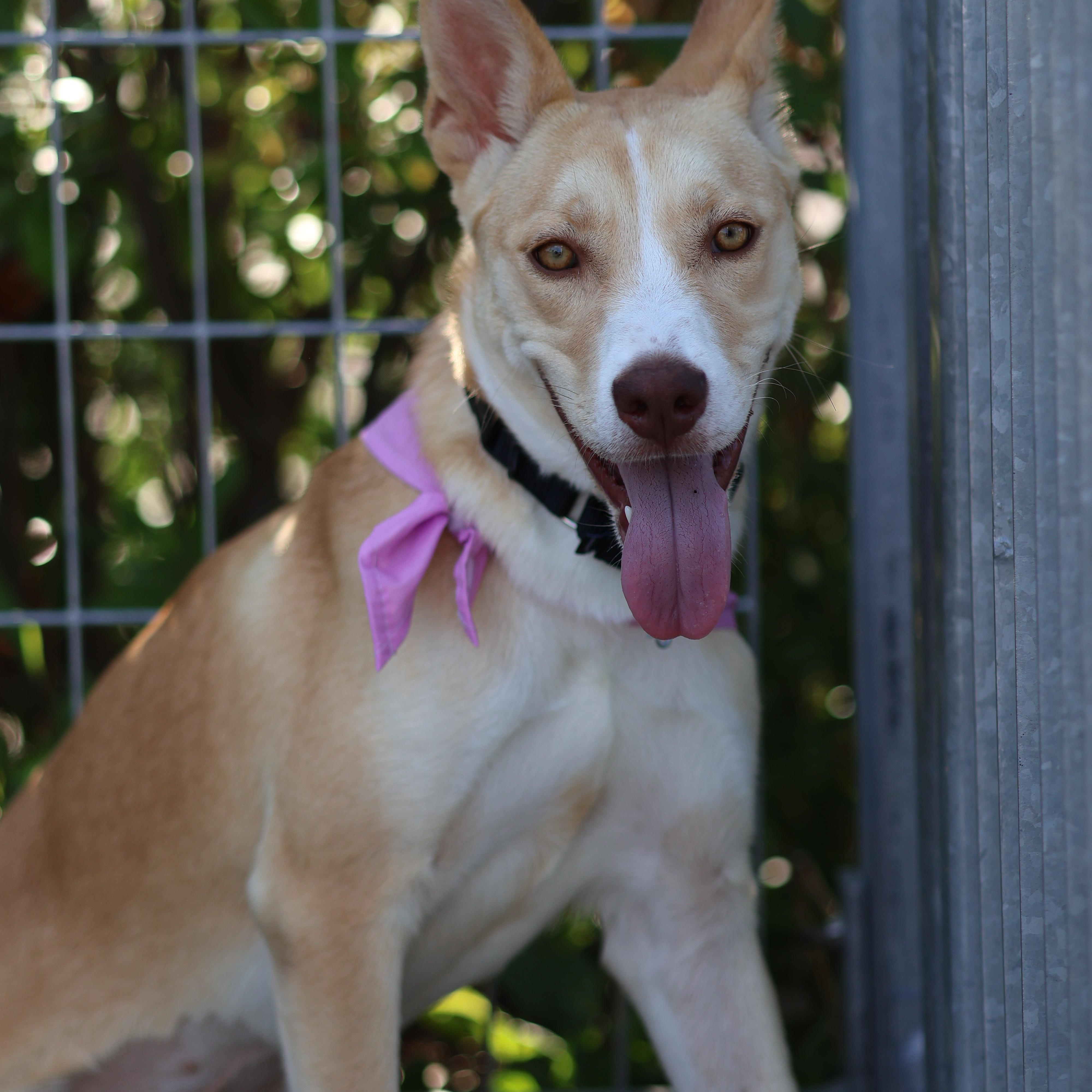 Enlarge Gitzi, a Adoptable mixed breed in New York, NY image 1/5