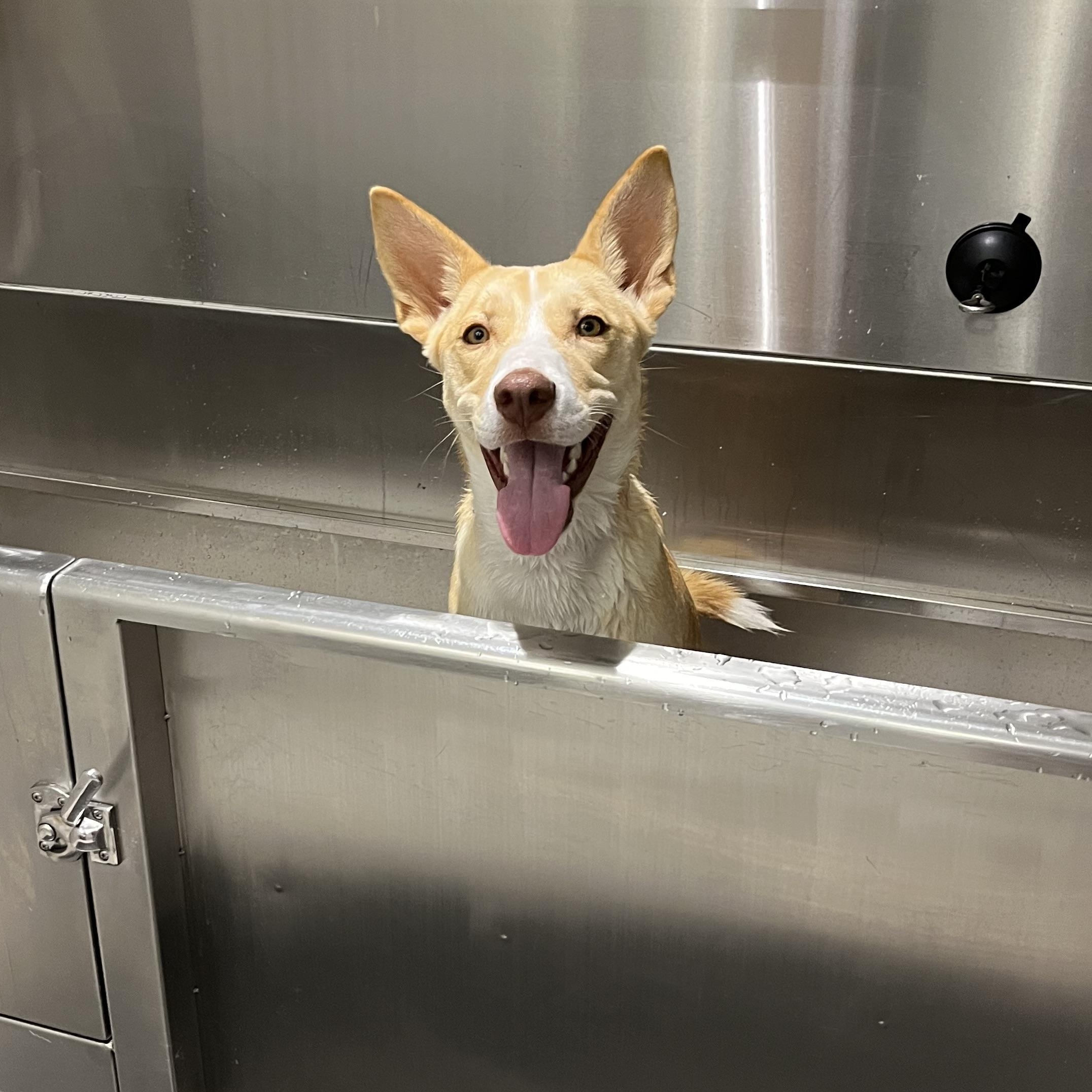 Enlarge Gitzi, a Adoptable mixed breed in New York, NY image 5/5