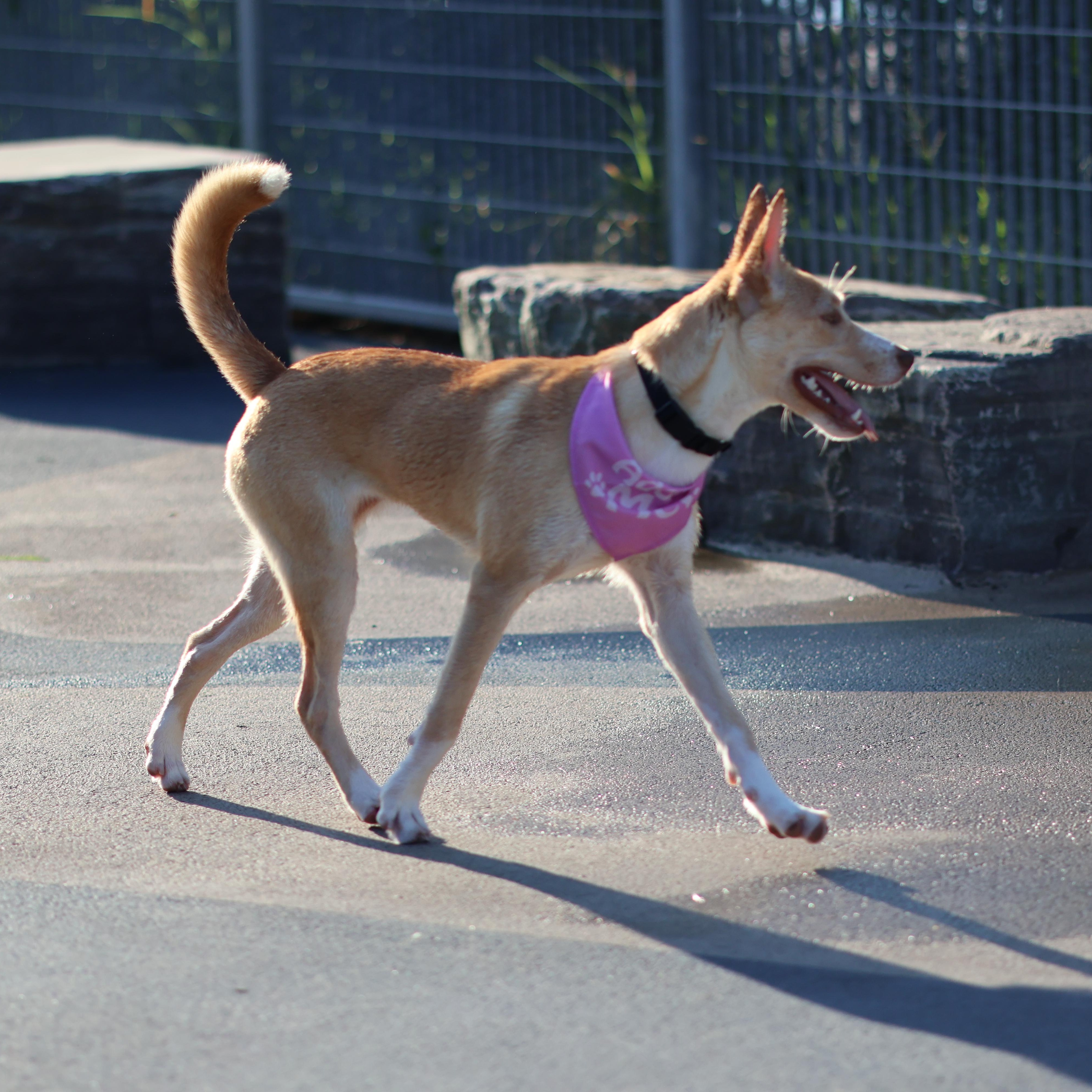 Enlarge Gitzi, a Adoptable mixed breed in New York, NY image 2/5